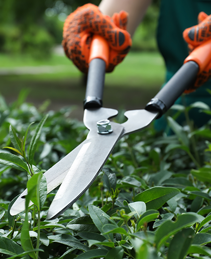 Hedge shears
